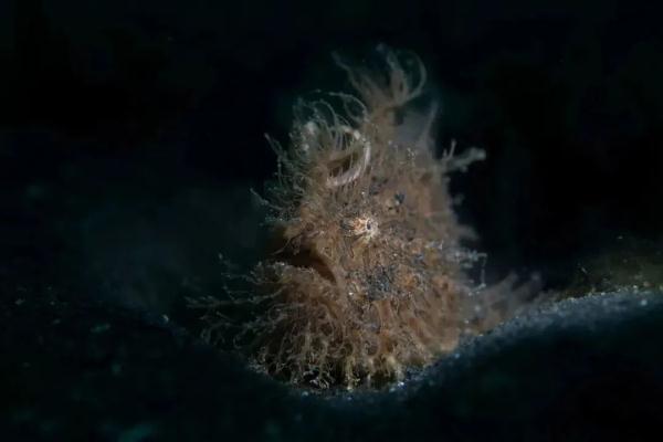 沙漠与海洋的交响 | 阿联酋的沙漠动物和亚洲水下生物