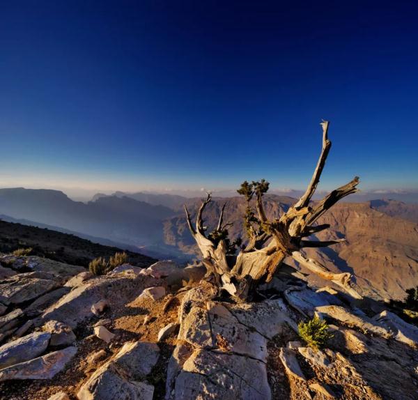 押韵的绿色 | 阿曼摄影师镜头里的风景